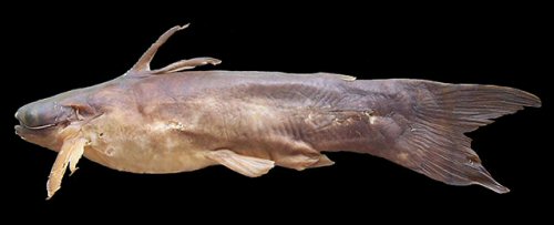 Tatia nigra = Male-holotype-Brazil, Uatum&atilde; river, Amazonas State 