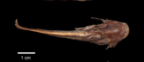 Trachelyichthys decaradiatus = Holotype-Dorsal view
