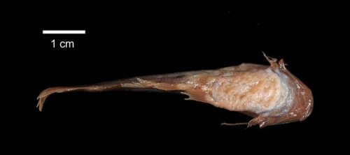 Trachelyichthys decaradiatus = Holotype-Dorsal view