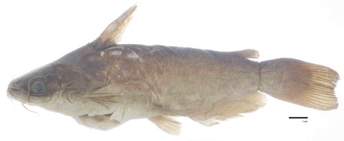 Trachelyopterus peloichthys = Holotype