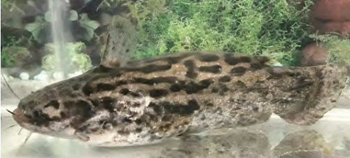 Trachelyopterus porosus