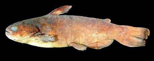 Trachycorystes menezesi = Holotype-Igarap&eacute; do Aeroporto, right bank tributary of rio Aripuan&atilde;, Mato Grosso State, Brazil 