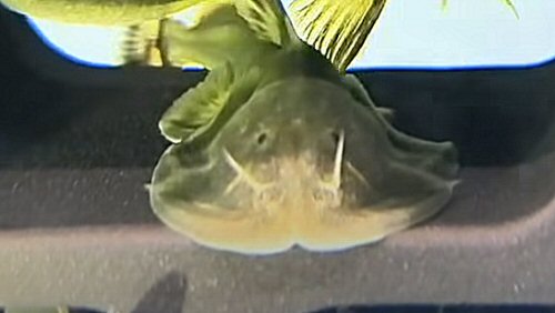 Tremeuchiloglanis robusta = head view