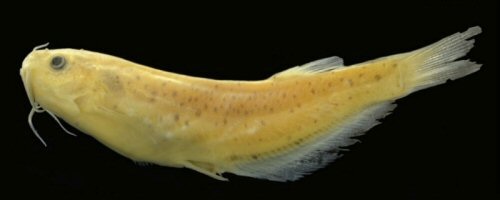 Trichogenes beagle = holotype