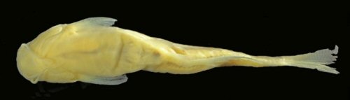 Trichogenes beagle = Holotype-ventral view