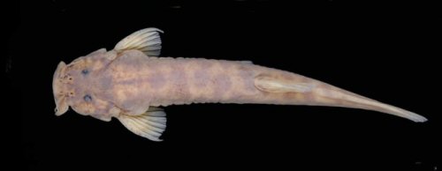 Trichomycterus travassosi = dorsal view