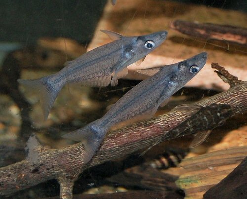 Tympanopleura cf. piperata