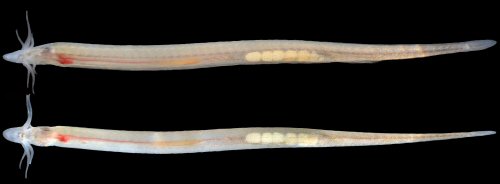 Typhlobelus guacamaya