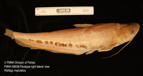 Wallagonia maculatus = holotype