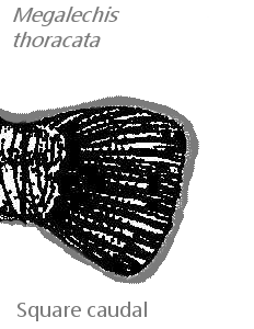 Megalechis thoracata=Square Caudal