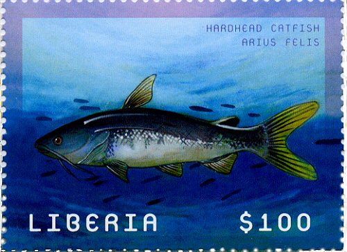 Ariopsis felis = Catfish stamp