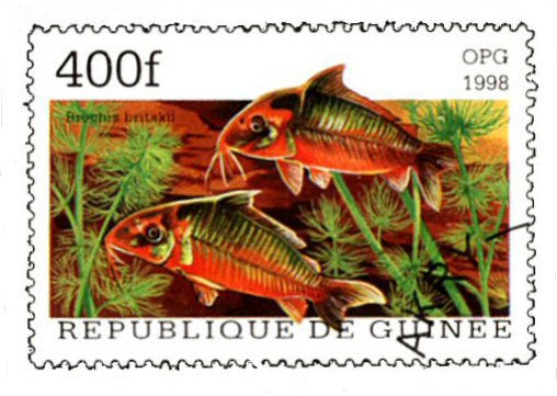 Brochis britskii = Catfish Stamp