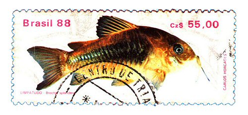 Catfish Stamp = Corydoras aeneus