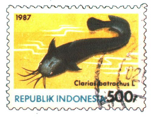 Catfish Stamp = Clarias batrachus