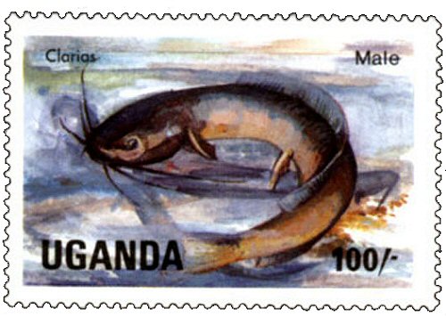 Catfish Stamp = Clarias batrachus