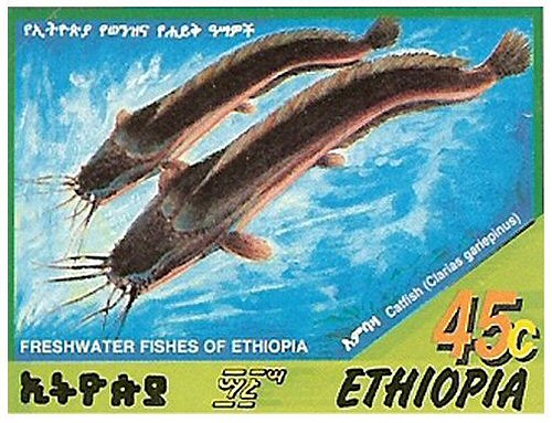 Catfish Stamp = Clarias gariepinus