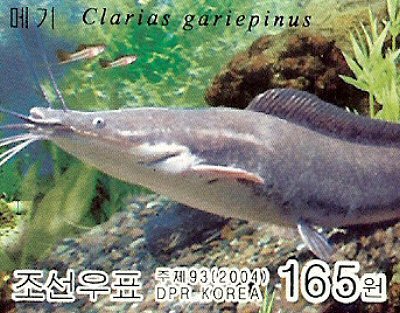 Catfish Stamps = Clarias gariepinus