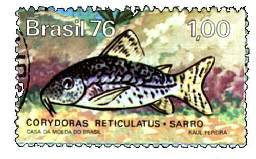 Catfish Stamp = Corydoras sodalis