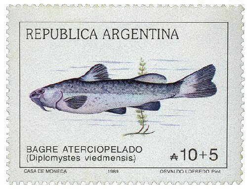 Catfish Stamp = Olivaichthys viedmensis