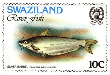 Catfish Stamp = Schilbe intermedius