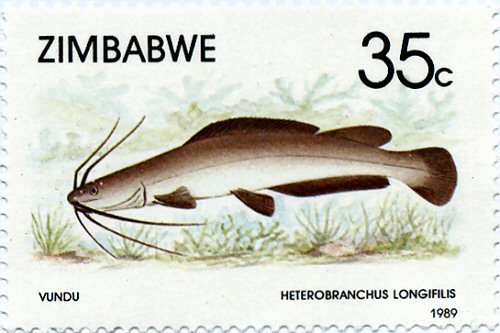 Catfish Stamp = Heterobranchus longifilis