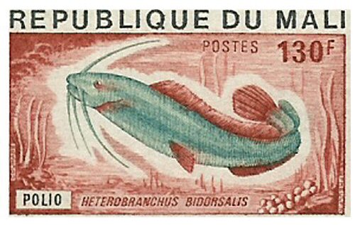 Catfish Stamp = Heterobranchus bidorsalis