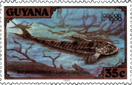 Loricaria cataphracta 