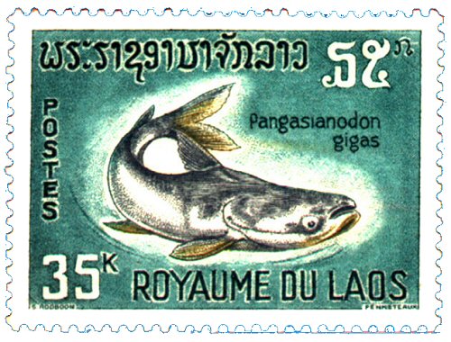 Catfish Stamp = Pangasianodon gigas