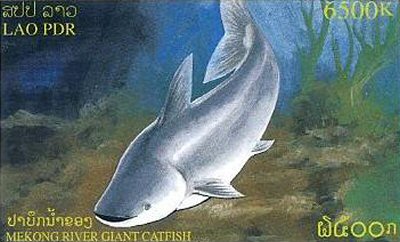 Catfish Stamp = Pangasianodon gigas