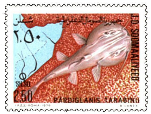 Catfish Stamp  = Pardiglanis tarabinii 