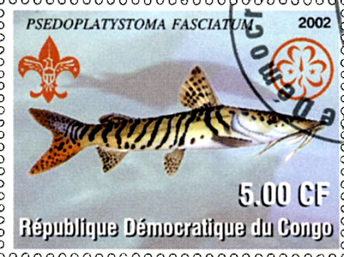 Catfish Stamp = Pseudoplatystoma fasciatum