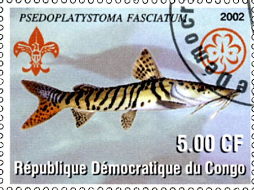 Catfish Stamp = Pseudoplatystoma fasciatum