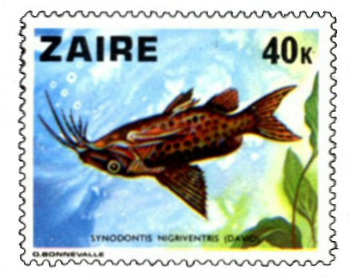 Catfish Stamp = Synodontis nigriventris