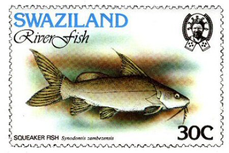 Catfish Stamp = Synodontis zambezensis 