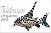 Taiwan Corydoras Club