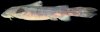 Click for full image