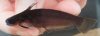 Click for full image