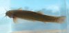 Click for full image