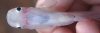 Click for full image
