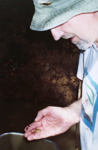 The author catching Corydoras elegans