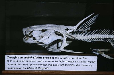 From large catfish skull. Catfish Crucifix skull bone