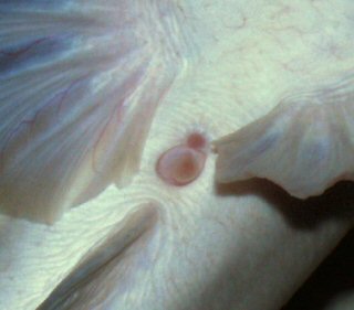 genital papilla of the female Walking Catfish