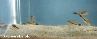 Corydoras guapore = 7-8 weeks old