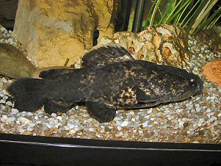 C. nigricaudus of 35 cm length: Caudal fin and tail are still nearly black.