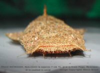 Click for larger Image -  Chaca burmensis from Pegu, Myanmar.  Specimen is approx 7 cm TL and is coated in sand.