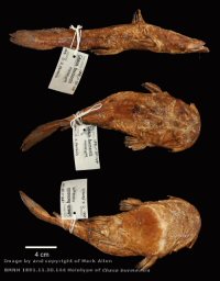 Click for larger Image -  BMNH 1891.11.30.144 Holotype of Chaca burmensis