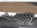 Female "Zebra Pleco"