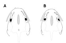Schematic illustration of dorsal views of
