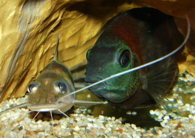 Sometimes catfish and cichlid share even the same hiding place.