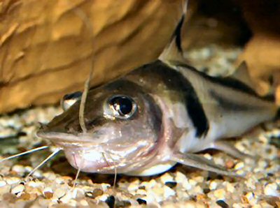 P. ornatus can devour quite big pieces of fish!